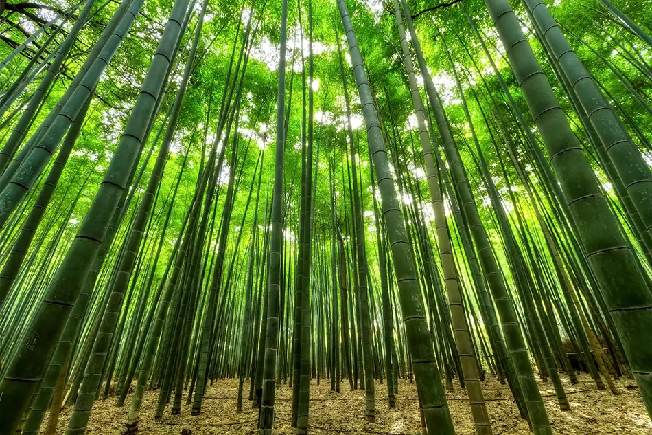 bosques-madera-China