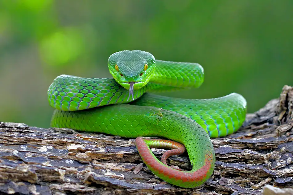 serpiente-China-madera